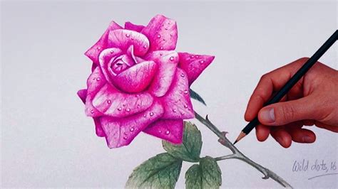 How To Draw A Rose With Simple Colored Pencils