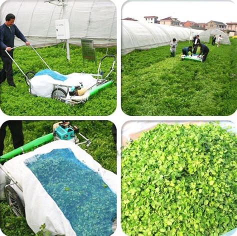 The flora harvester reduces the risk of damage to the flowers and works at high capacity. China New Type Flower Harvesting Machine Lavender ...