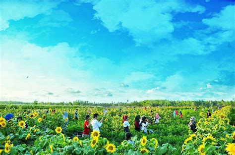 Gagal berhubungan intim dg istri yang telah meninggal 4d 3d 2d togel. Kebun Bunga Matahari di Jogja Ini Sedang Viral, Spot ...