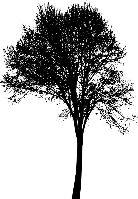 Tree Forest Sugar Maple Drawing Clip Art Tree Silhoue