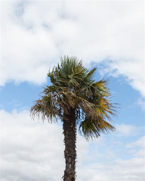 Palm Tree Under The Cloudy Sky Stock Image Image Of Cloud Clouds