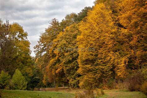 Autumn forest with yellow-green trees. Royalty Free Stock Image | Unlimphotos - Royalty Free 