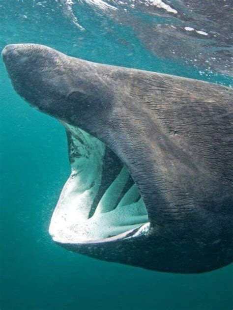 Basking Shark Vs Whale Shark Which Is Bigger Az Animals