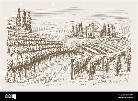 Vineyard Landscape Vintage Hand Drawn Sketch Vector Illustration Stock