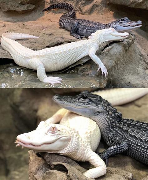 Yesterday I Posted Baby Melanistic And Albino Alligators Heres What