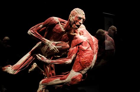 Real Human Bodies On Display At The California Science