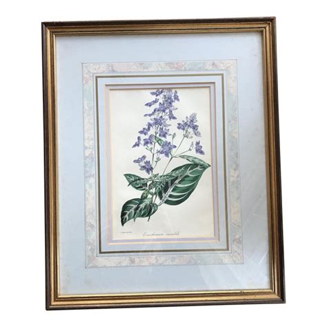 Vintage English Framed Botanical Lithograph By S Holden Del And Lith