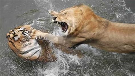 Tigre Contra Leon El Tigre Es El Verdadero Rey Mucho Más Fuerte Y