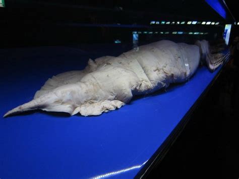Giant Preserved Squid Picture Of Okinawa Churaumi Aquarium Motobu