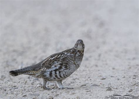 Ruffed Grouse Head On Look Mia Mcphersons On The Wing Photography