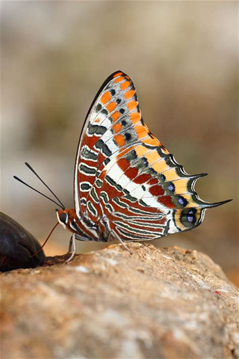 These dictionaries are the result of the work of many authors who worked very hard and finally offered their product free of charge on the internet thus making it easier. Pasja - Charaxes jasius