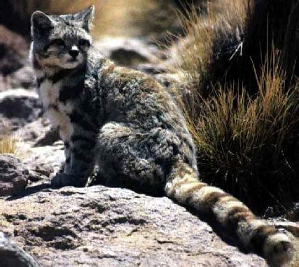 Top 5 rarest cat breeds in existence today! Cats - Felidae, Ideal Predator Bodies | Animal Pictures ...