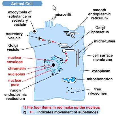 The working together of all cells gives an animal its ability. Introduction to Cells | S-cool, the revision website