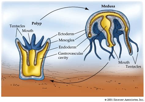 Cnidaria Jellyfish Diagram