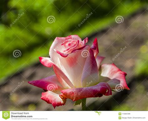 Flowering Tender White And Pink Rose Stock Image Image Of Soft Rosa