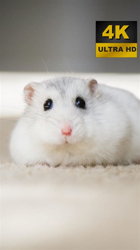 Hamster Wallpapers 4k And Uhd Apk For Android Download