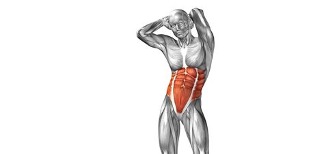 Related online courses on physioplus. Abdominal muscles | Golf Loopy - Play Your Golf Like a Champion