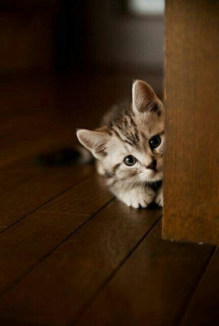 A Kitten Peeking Around A Couch Animals Kittens Cutest Kittens