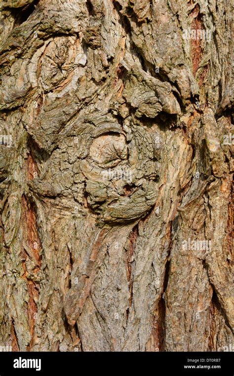 Tree Bark Close Up Macro With Branch Knot Baumstamm Baumrinde Stock