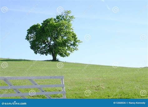 Lone Tree In Field Stock Photo Image Of Open Copy County 5368036