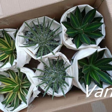 China 2022 High Quality Bonsai Plant Natural Plant Agave The Best