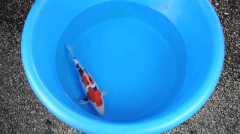 Sanke Israeli Koi 14 36cm Hpk13008 Youtube