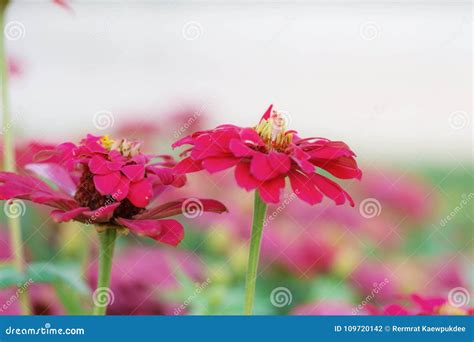 Red Flowers In Garden Stock Photo Image Of Color Garden 109720142