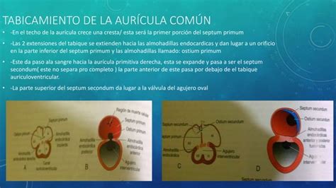 Formación De Tabiques Cardiacos Ppt