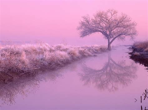 Pink Nature Wallpapers Wallpaper Cave