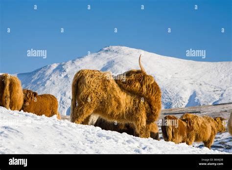 Highland Cattle In The Snow On Kirkstone Pass In The Lake District Uk