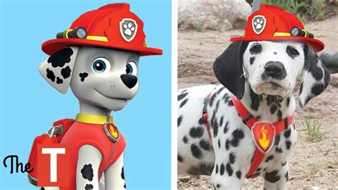 10 Paw Patrol Dogs In Real Life Paw Paw Patrol Pups Cartoon Dog