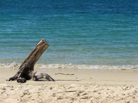 Driftwood Beach Stock Photo Image Of Coast Abel Tropical 5821274