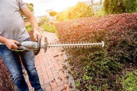 A Gardener Trimming Shrub With Hedge Trimmer Stock Photo Image Of