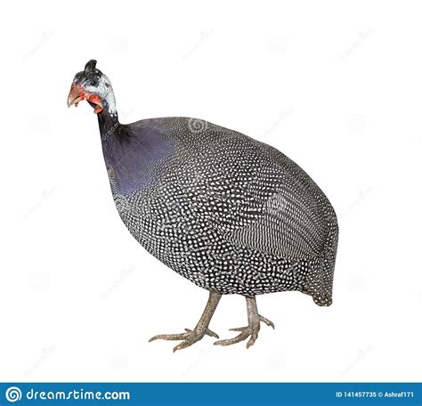 turkey isolated on white background stock image image of horizontal background 141457735
