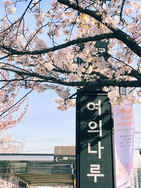 Hangul And Blossom Korean Aesthetic South Korea Photography Korea