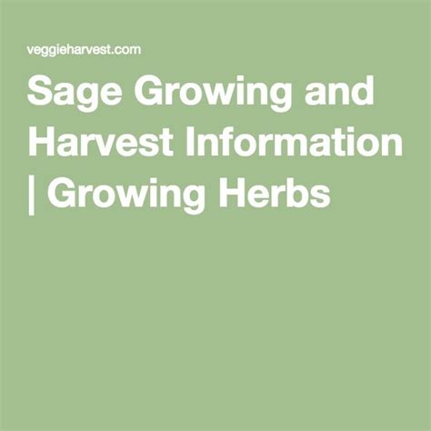 Sage Growing And Harvest Information For Growing Herbs