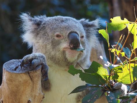 Lovely Koala Peluche Stock Photo Image Of Present Tender 4235400