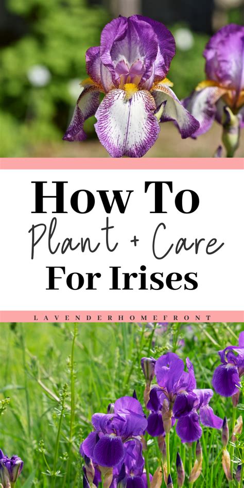 Planting And Caring For Irises Artofit