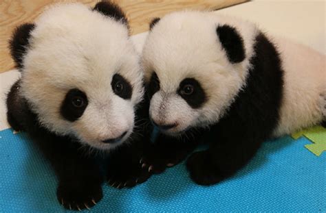 Giant Twin Panda Cub Names Revealed At Toronto Zoo Ibtimes Uk
