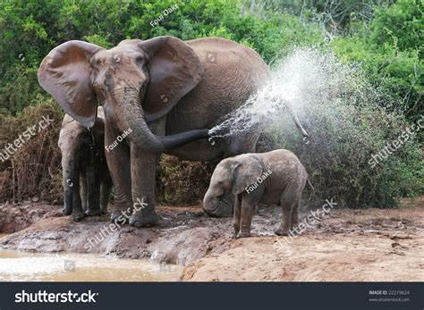 African Elephant Mother Baby Cooling Off Stock Photo
