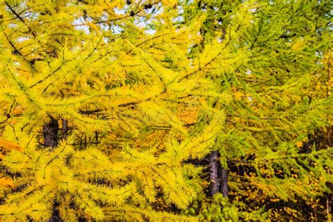 Larch Tree Branch Stock Image Image Of Coniferous Branch 34505915