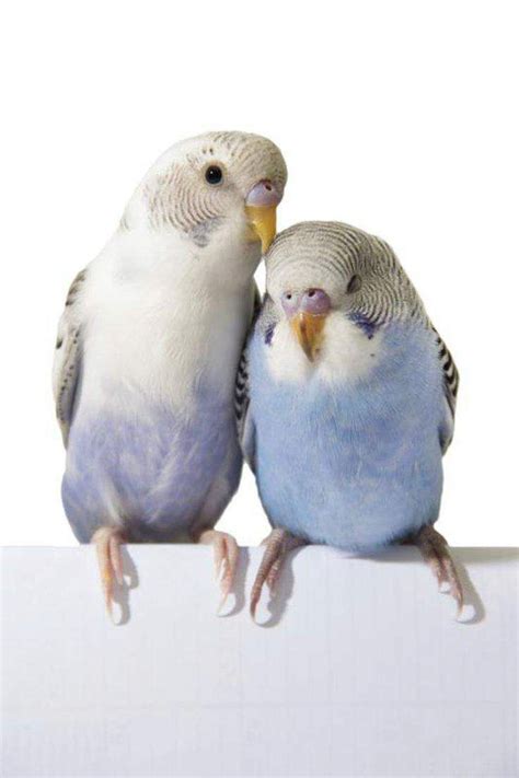 Parakeet Behavior And Sounds Budgie Parakeet Information Kaytee Artofit