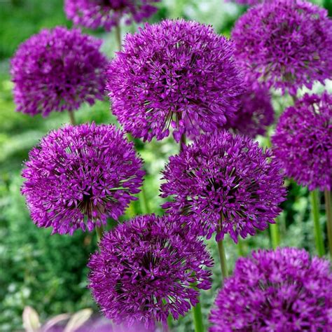 Buy Dutch Garlic Bulbs Allium Hollandicum Purple Sensation £249