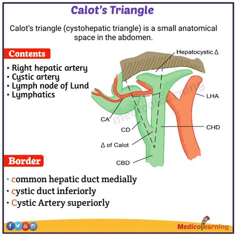Calot S Triangle Borders Contents Cholecystectomy Teachmeanatomy My XXX Hot Girl