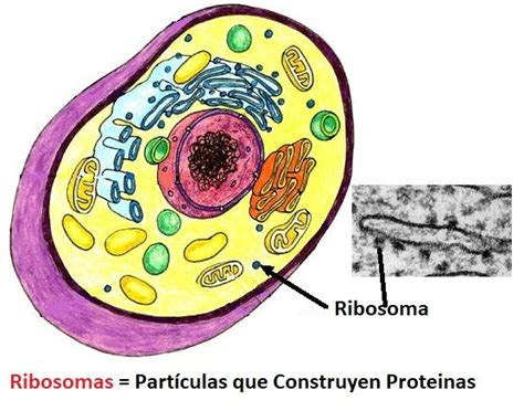 Funciones De Los Ribosomas