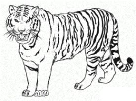 Tiger Ausmalbilder Kostenlos Zum Ausdrucken Ausmalbild Kostenlos