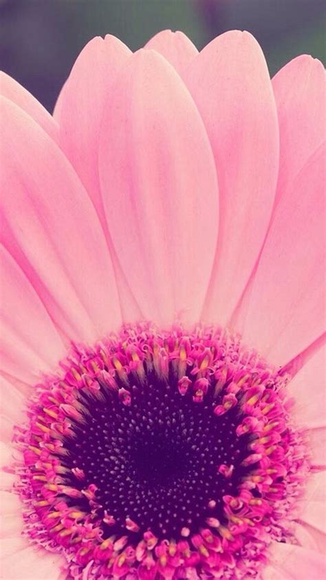 Download Flower Girly Wallpaper For Phones - 2018 Cute ...