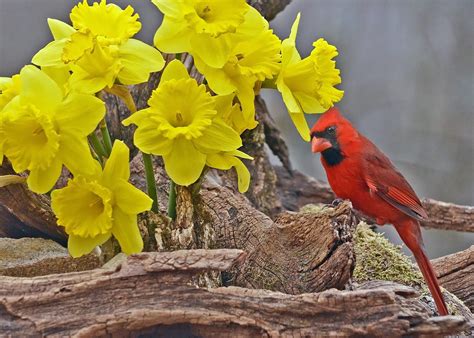 Northern Cardinal And Daffodils Birds And Blooms