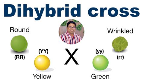 The weaker of two expressed genes. Dihybrid Cross Tutorial (using Punnett square) | Mendel's ...