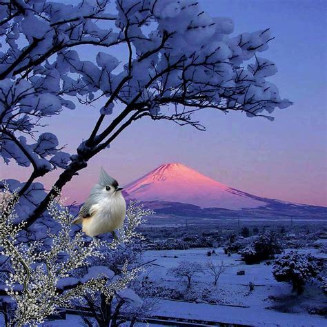 Tufted Titmouse In Winter Scene Digital Art By John Junek